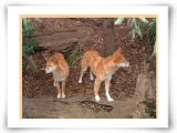 043 Dingos.jpg